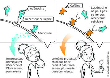Si Olivia consomme de la caféine, l'adénosine ne peut pas se lier aux récepteurs cellulaires et Olivia se sent alerte au lieu d'avoir sommeil