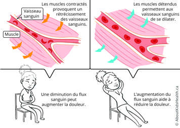 Muscles contractés provoquent rétrécissement des vaissaux sanguins; muscles détendus permettent vaisseaux sanguins de se dilater